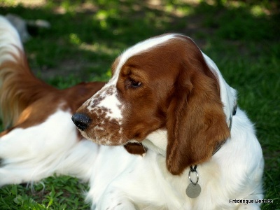 de l'ermitage Saint Germain - réunion spaniel club