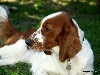  - réunion spaniel club